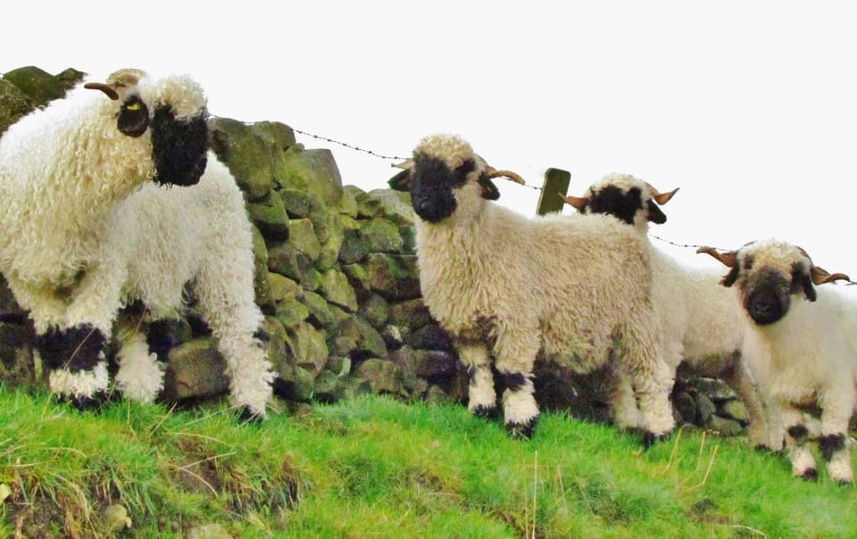 The first VALAIS BLACKNOSE SHEEP in Middle England here at Fernyford Farm."