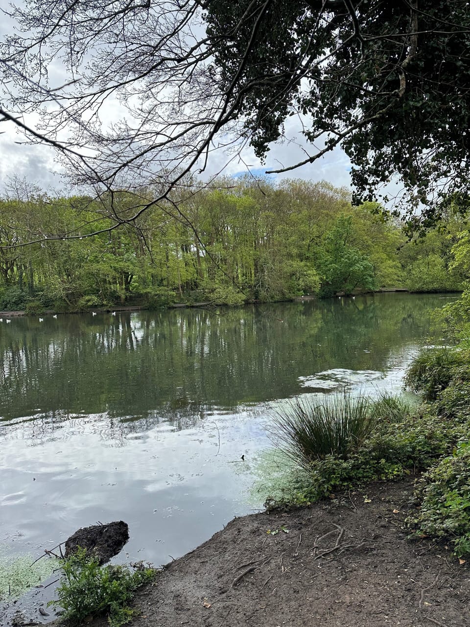 Lake - 5 mins walk  - out the cottage turn R  - down the path - T Country Park 