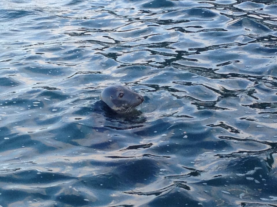 Seal in the harbour (400 yards from the flat)
