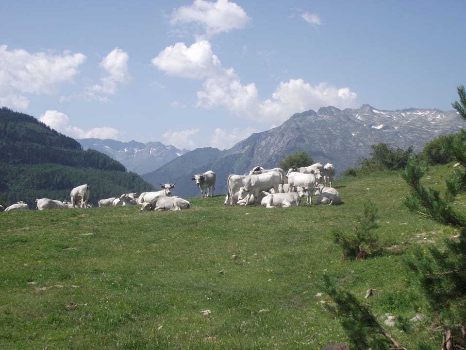 Local views