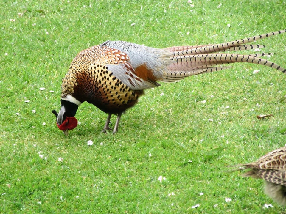 Wild pheasant in the garden on Vorlich Cottage 