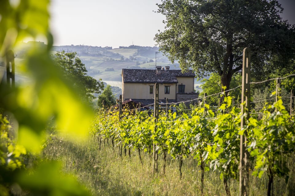 vineyards