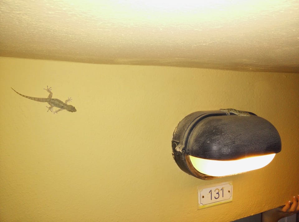 Evening visitors