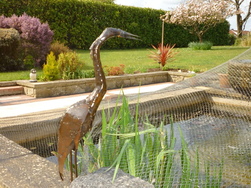 Henry our heron!