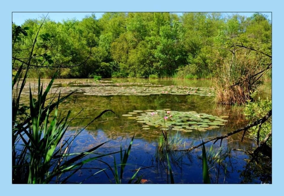The wild marsh and its waterlillies