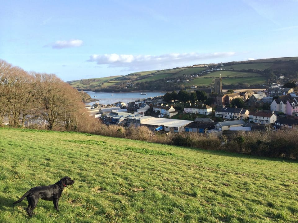 Toffie dog above Salcombe