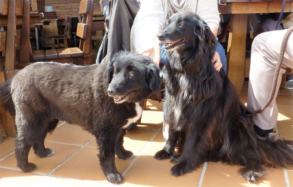 Elsa and Shumba