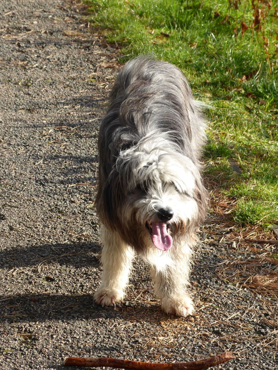 Throw ma stick !!