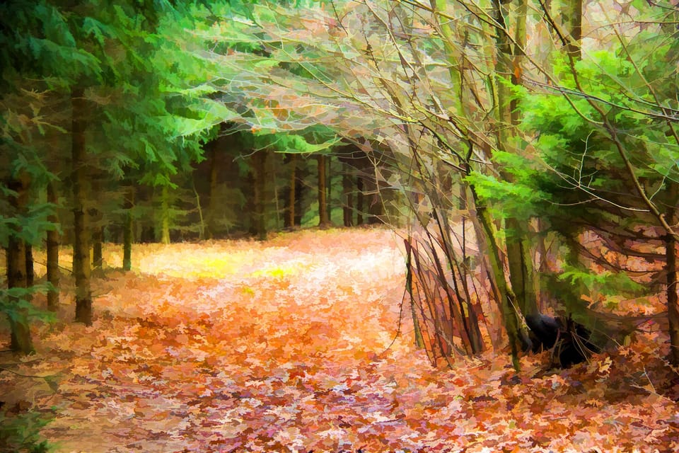 Lots of walks through the woods