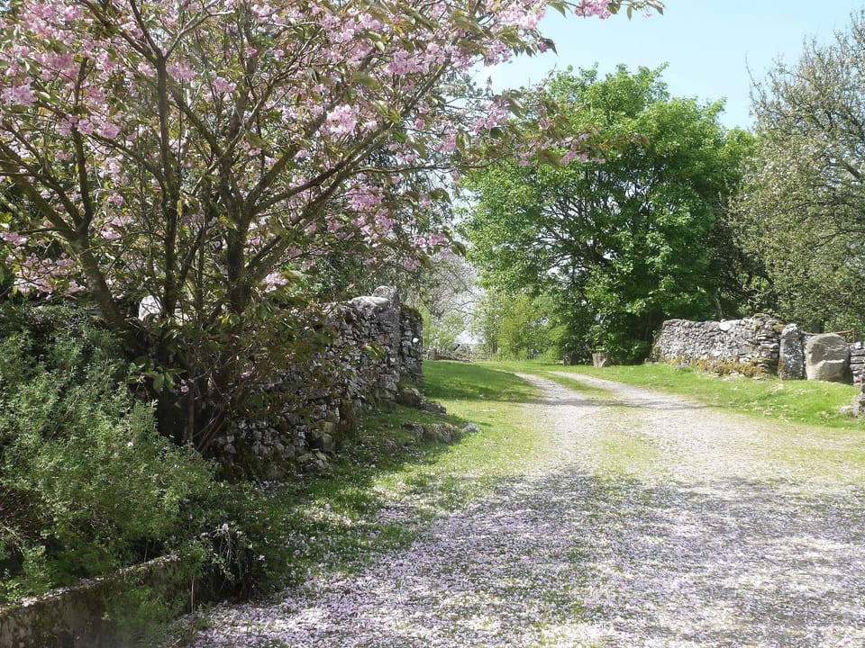 Track To The Paddock