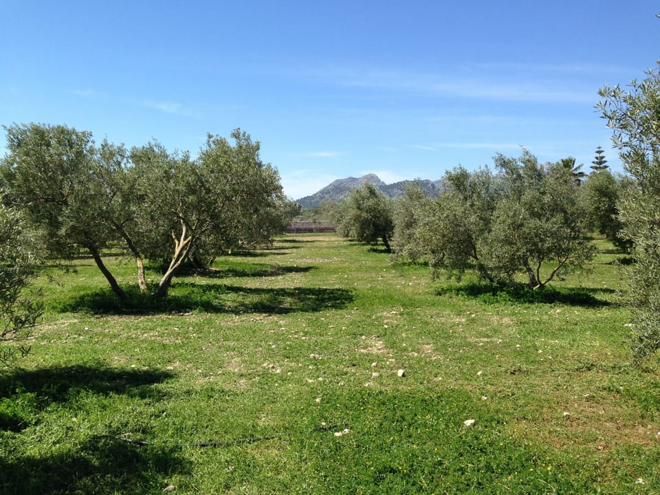 Olive trees
 plantation
