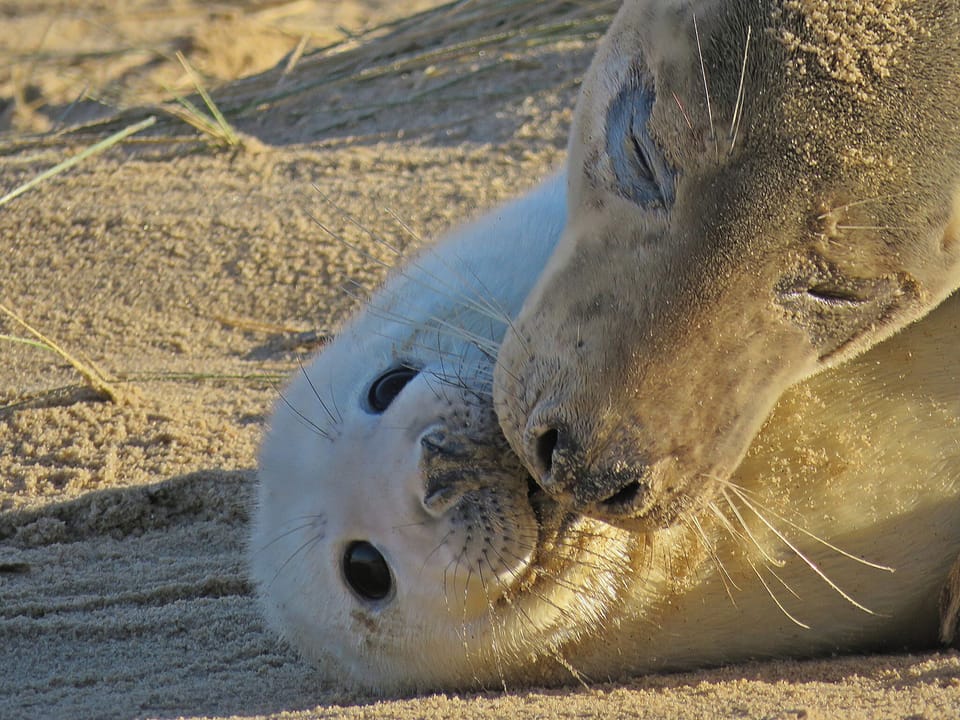 Seals are born on the Norfolk Coast around Nov, Dec , just a 15 minute drive!