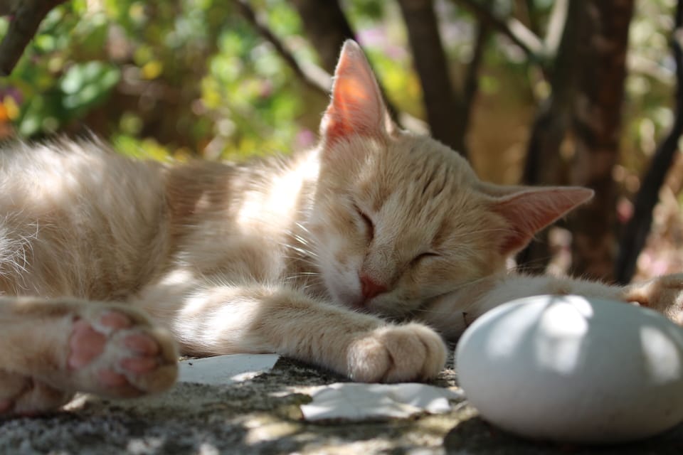 ... our little cat's favorite spot!