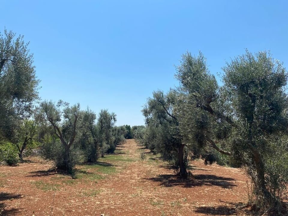 The Olive Grove for a stroll or a picnic. 