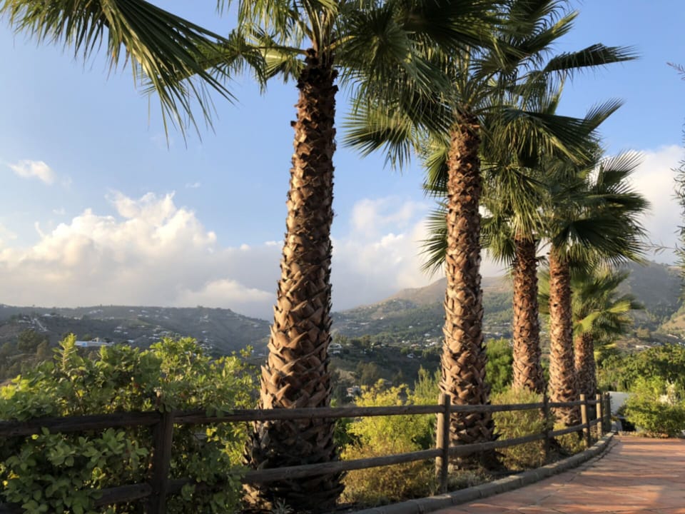 View along the palm trees towards Mount Maroma (Oct 2018)
