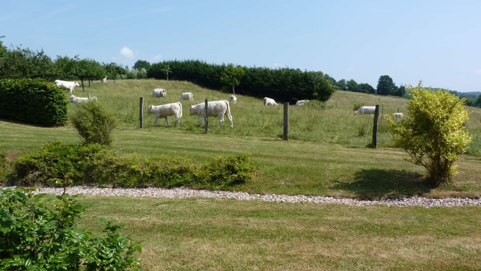 Cows roam the fields and apple orchard from March to December - dining room view