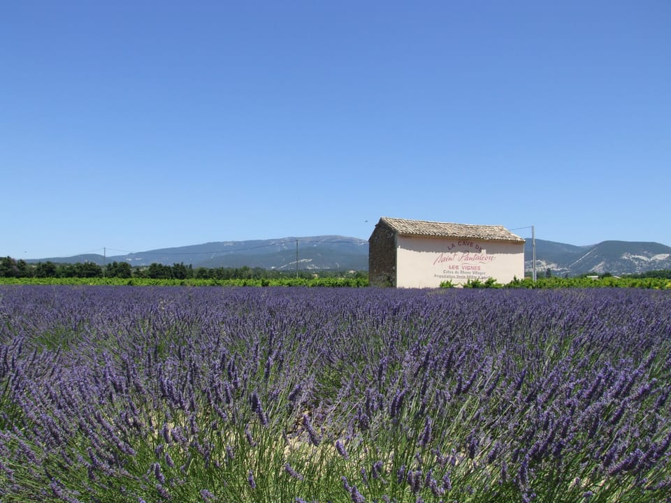 Lavender Fields nr Nyons