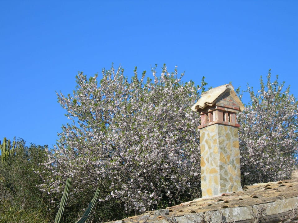 Almond blossom