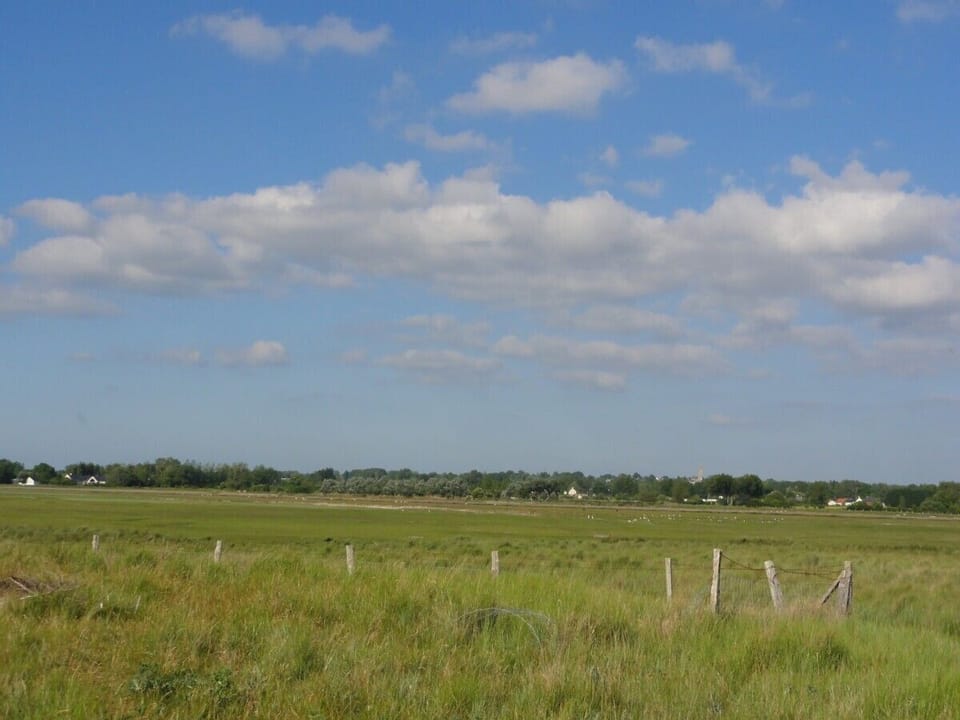 The Salt Marshes