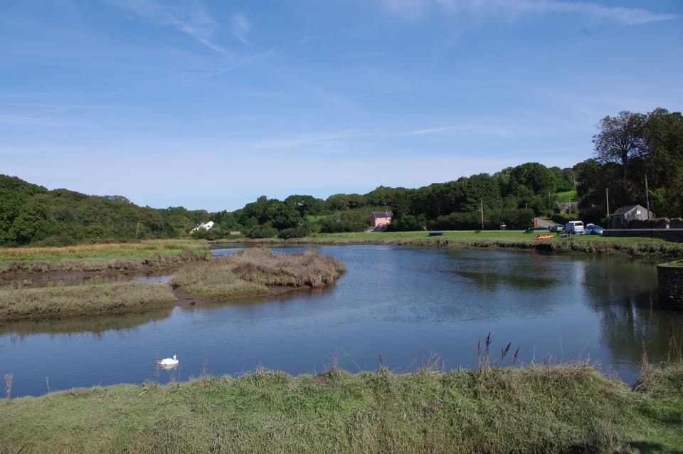  One of the many swans on the estuary 