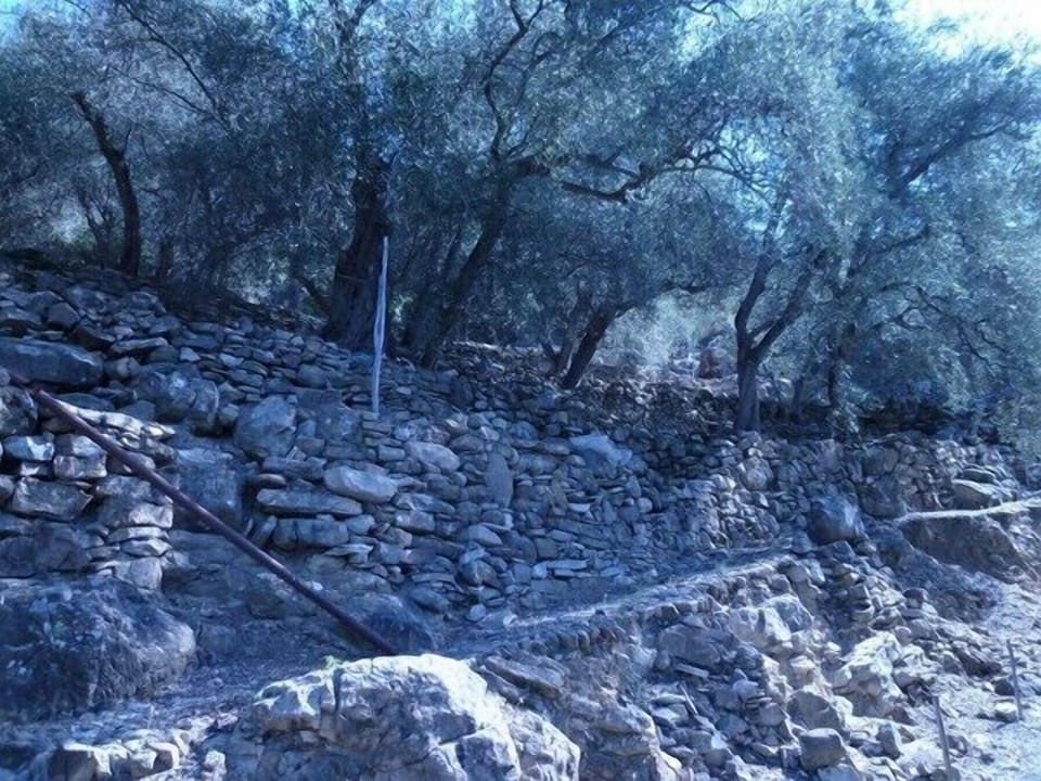 old stone walls and olive trees