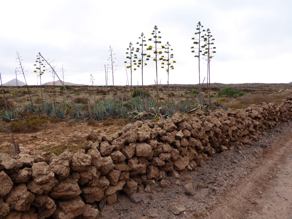 Walking path to Lajares