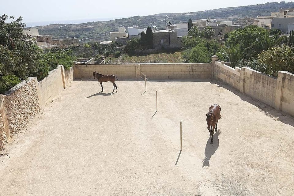 Horses paddock at the back