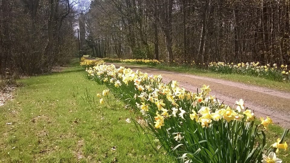 Daffodils on the drive