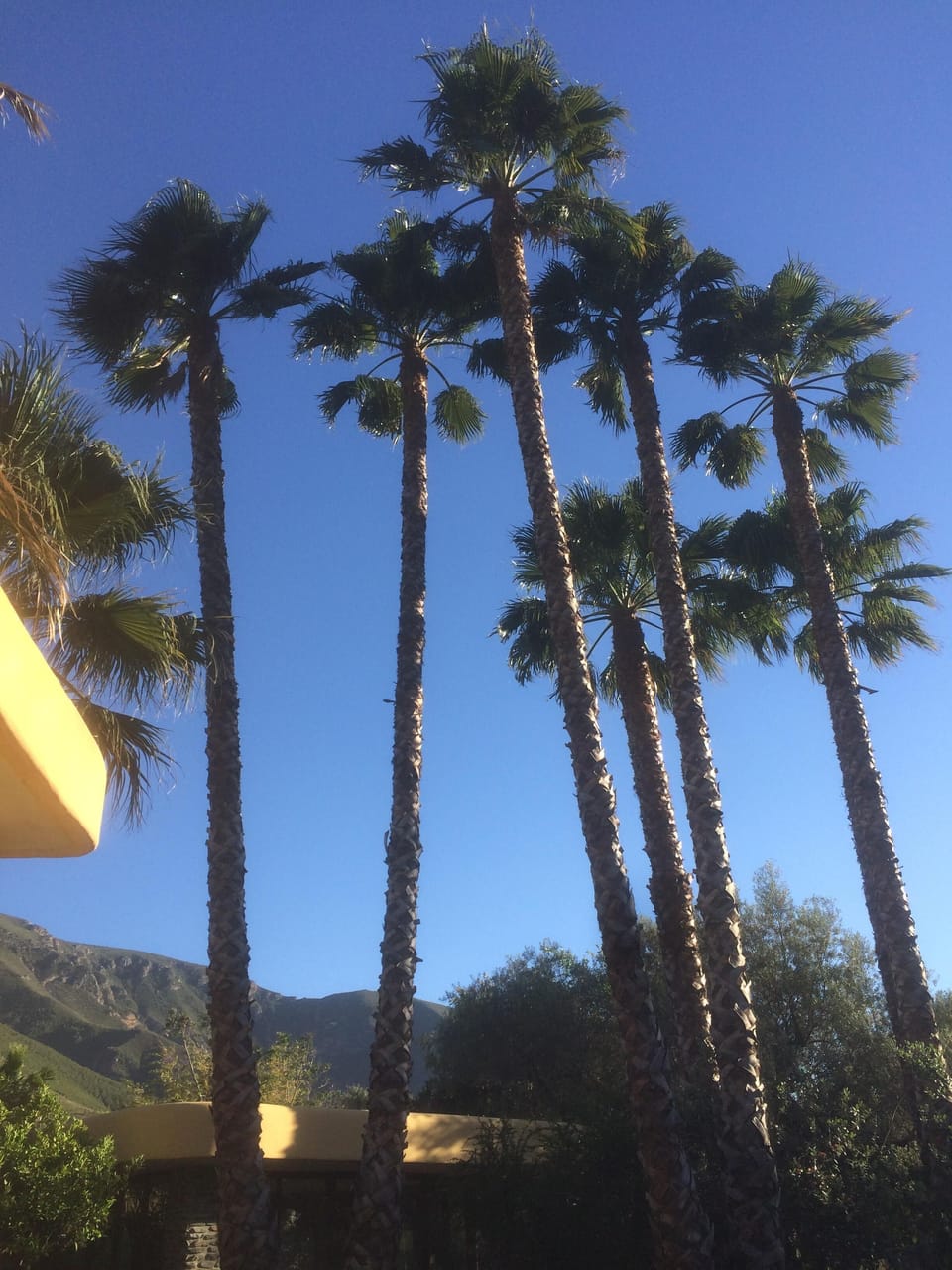 Washingtonian palms by the pool