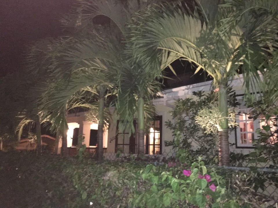 Beautifully lit palm trees at night