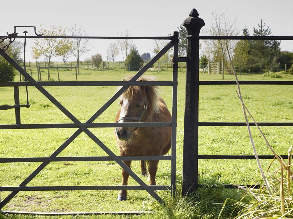 Mini the Shetland pony loves polo mints!