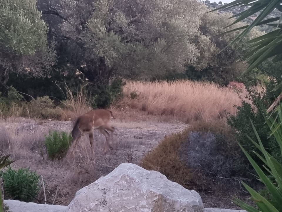 Recent visitor