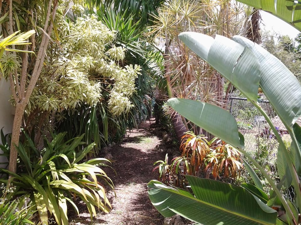 Our side garden