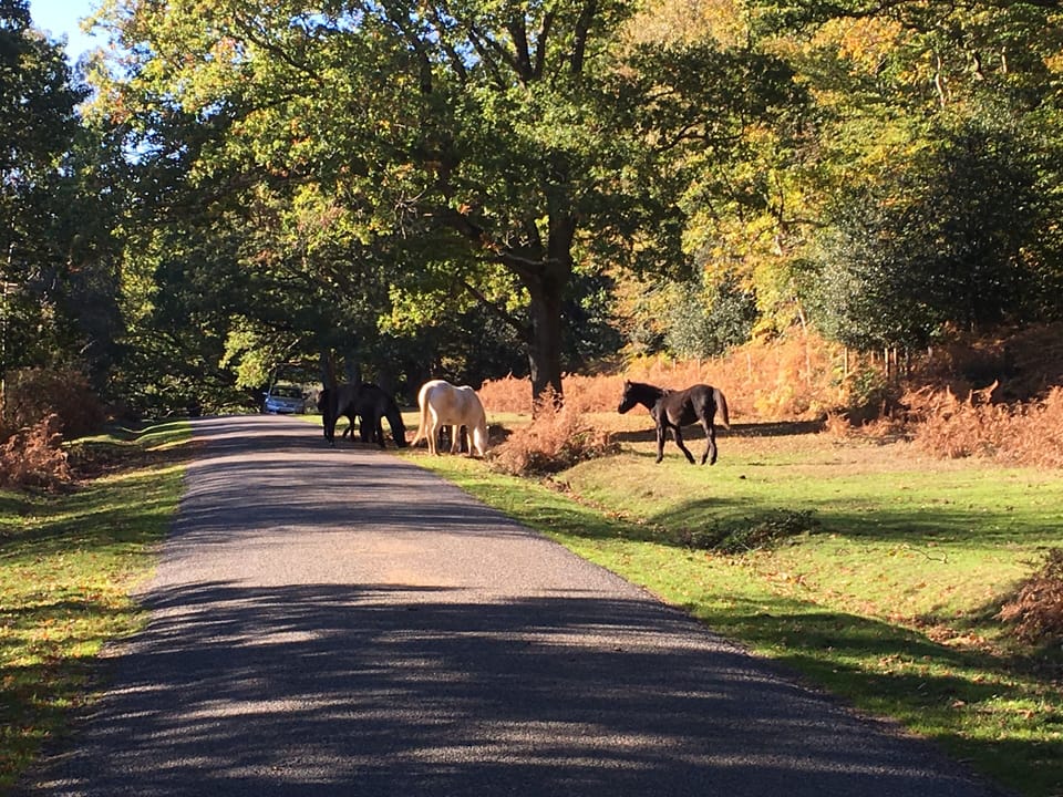 New Forest ponies.