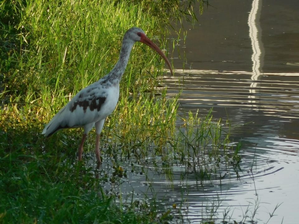 Lake wildlife