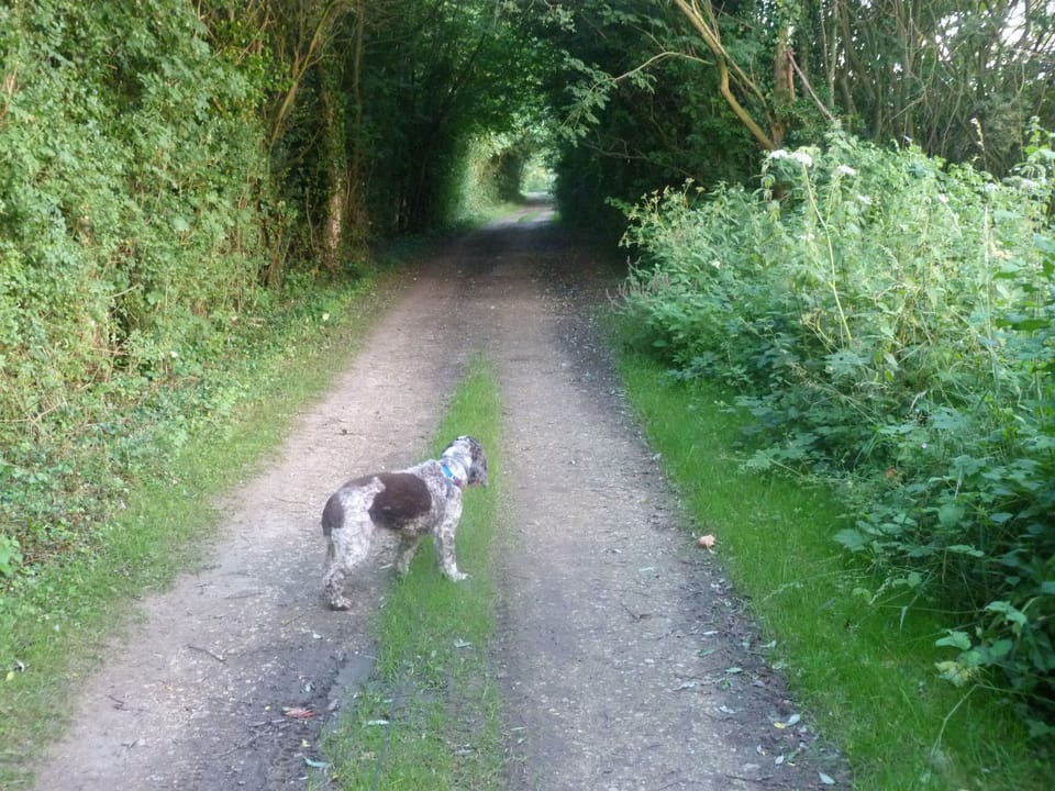 Loads of quiet corners to walk the dog