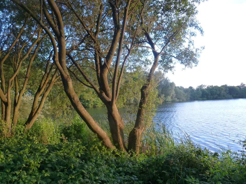 A quiet corner of the estate, Freeth Mere