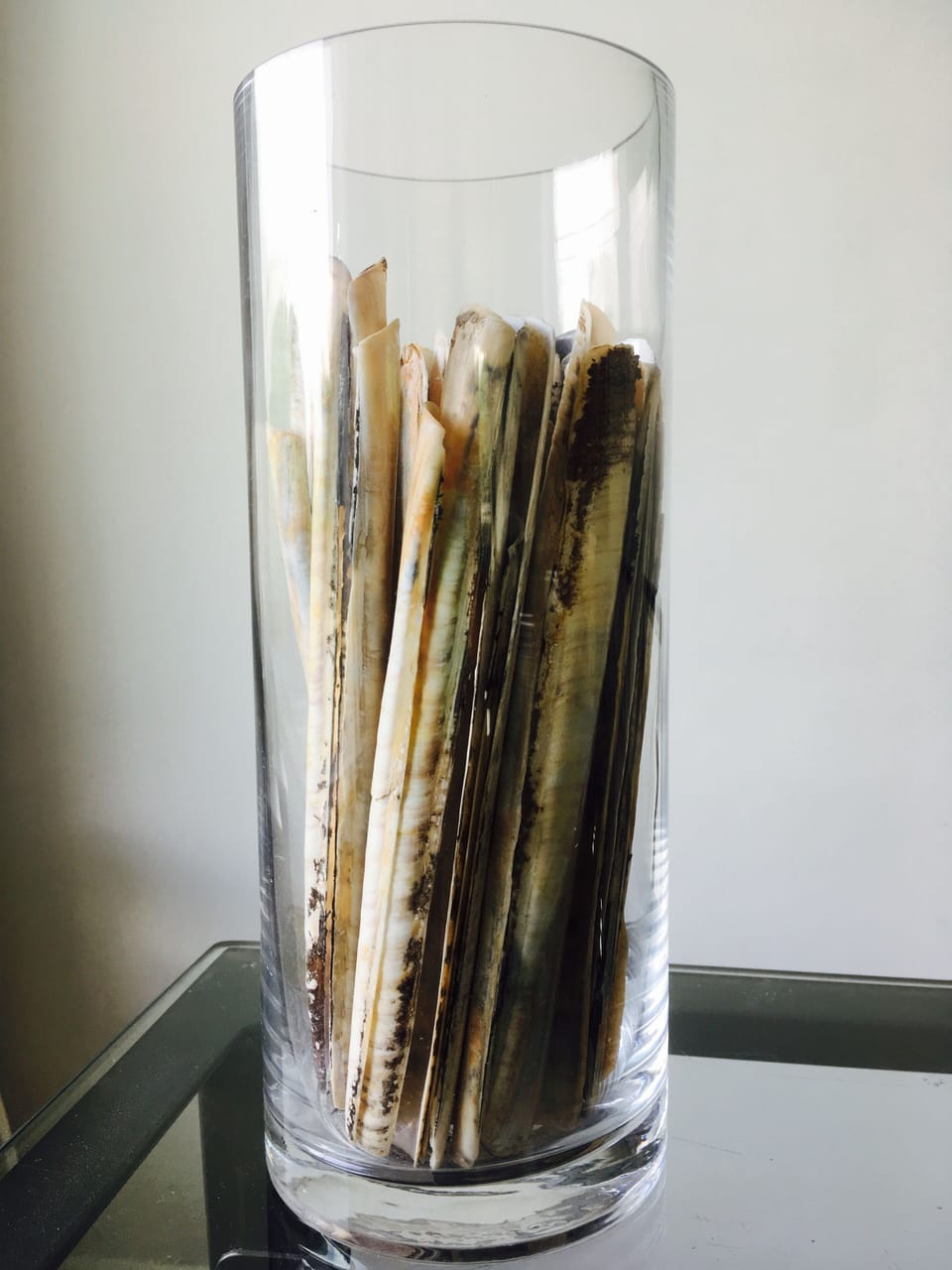 Razor shells collected from the beach