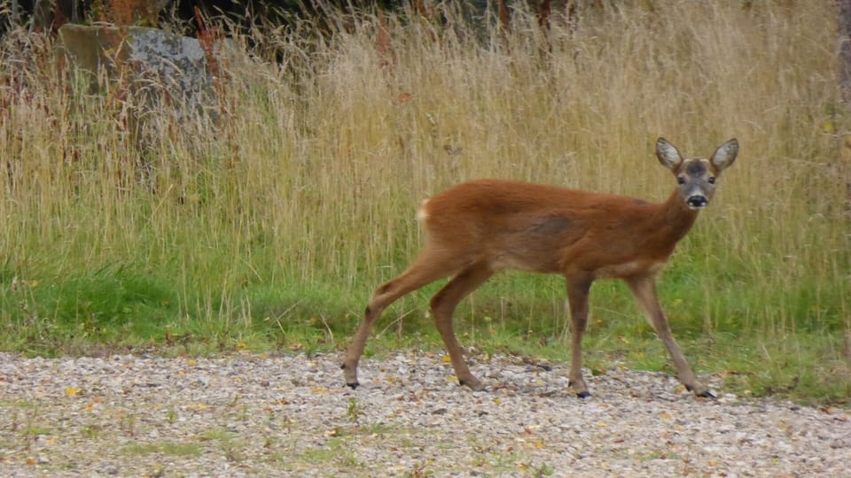 Deer wander through the grounds. If you are quiet you'll see some.