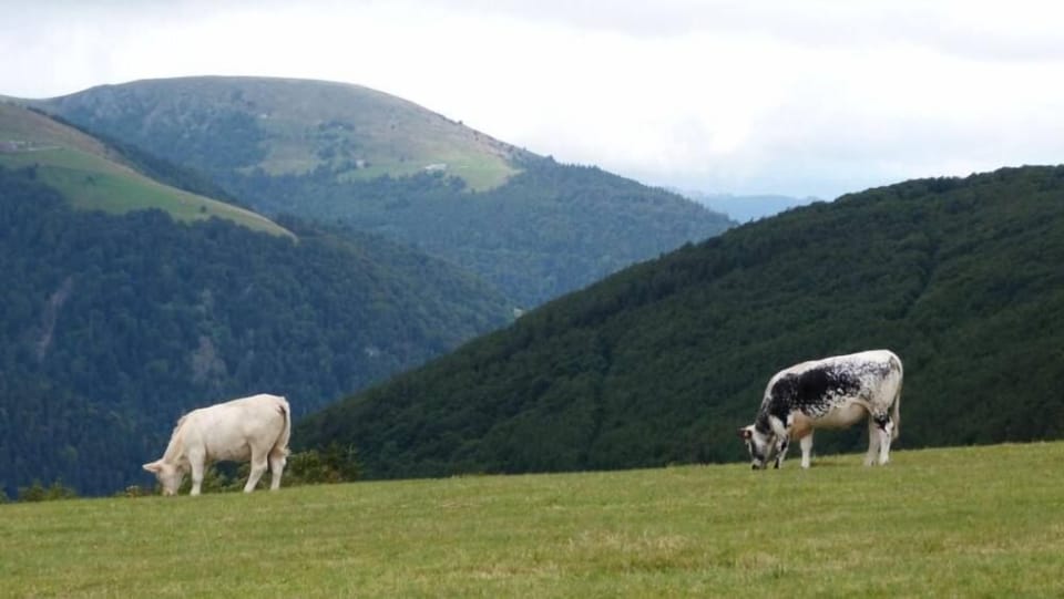 Mountain view