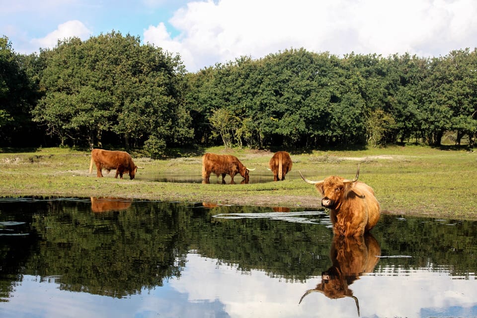 Schotse hooglanders