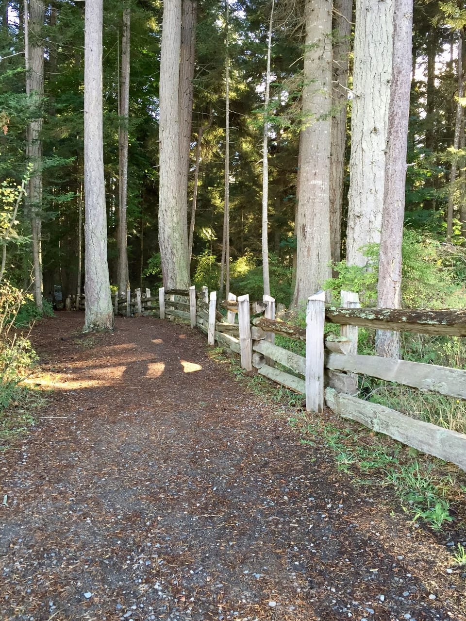 enjoying the trail system in Rathtrevor Provincial Park