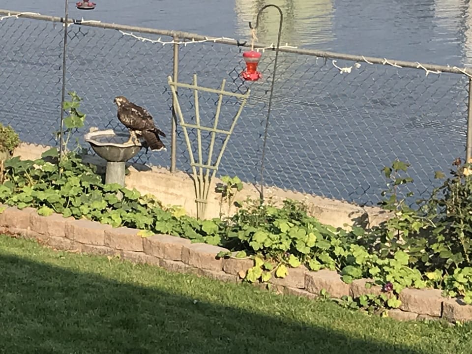 A fly in guest enjoying the bath