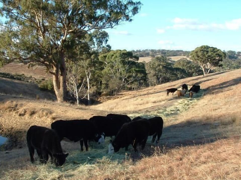 property cows