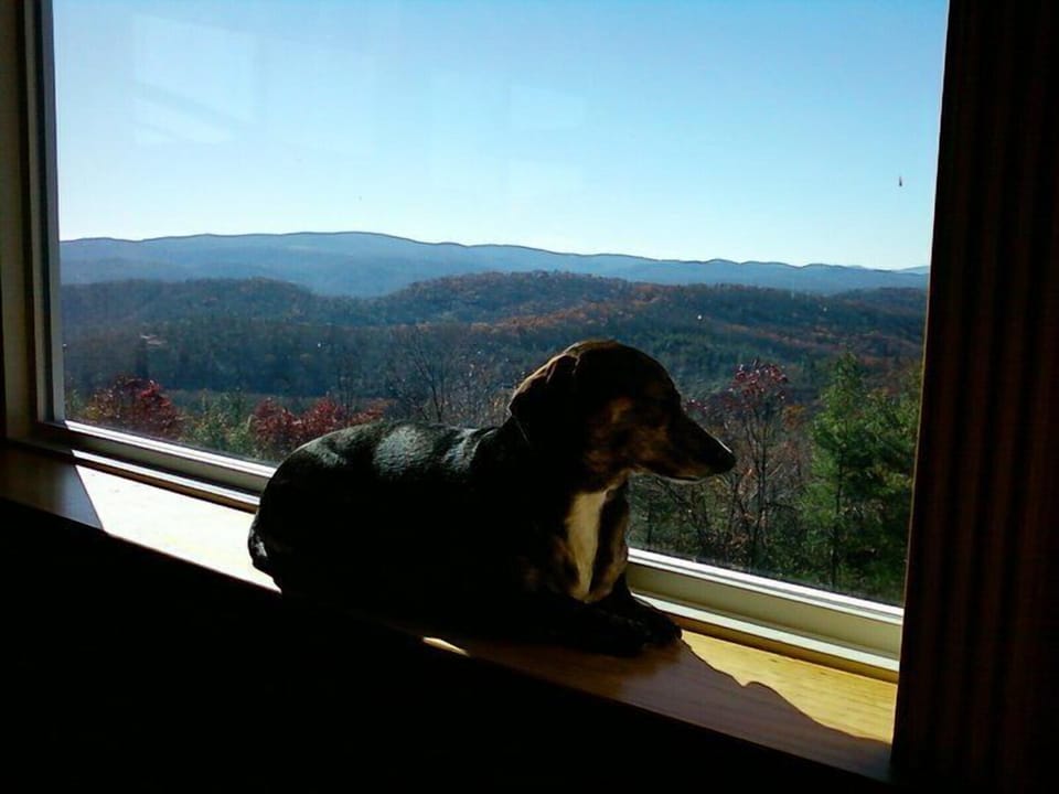 Even our four legged Guests love to relax and enjoy the long-range views.