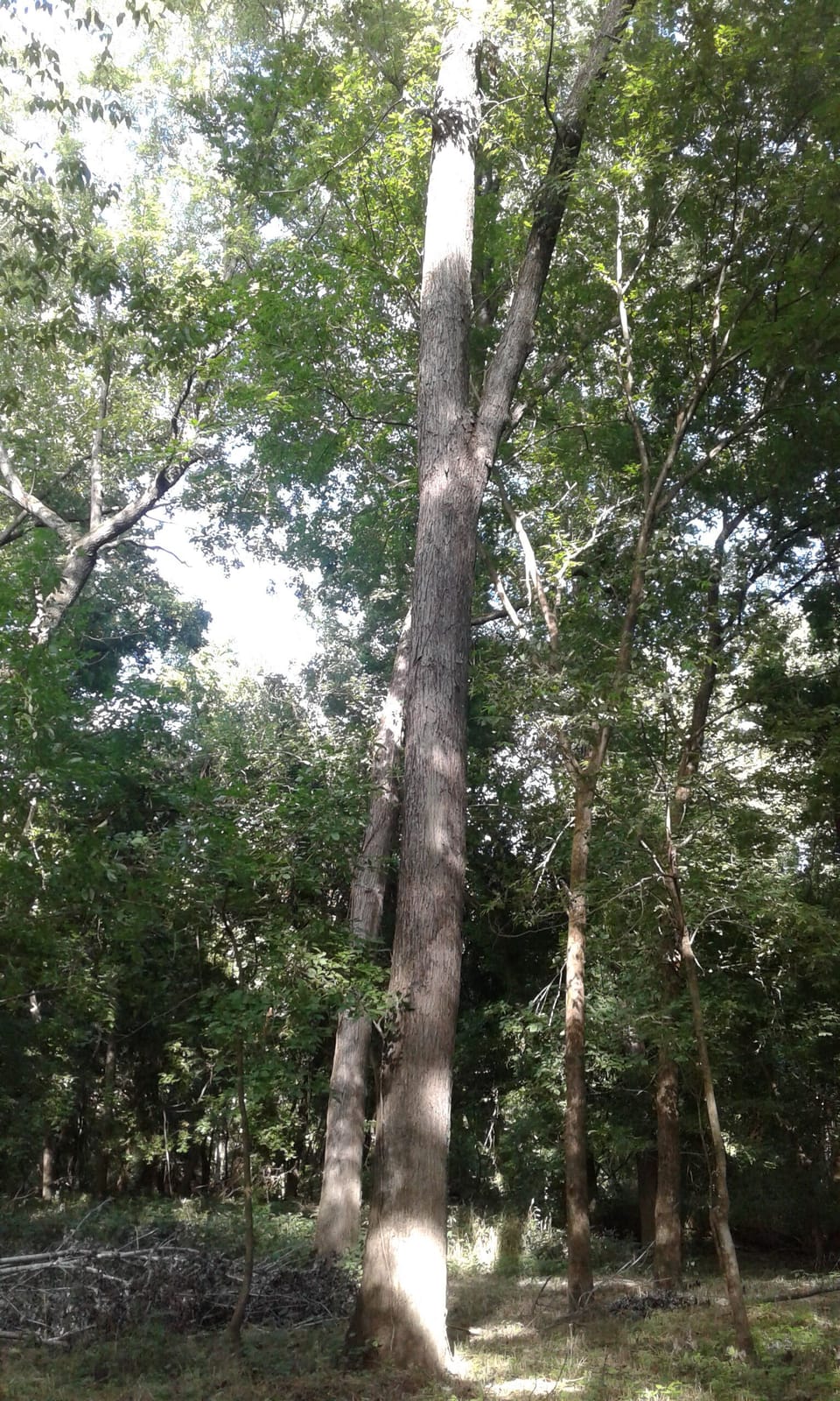 Beautiful trees behind the lodge on the river bottoms.