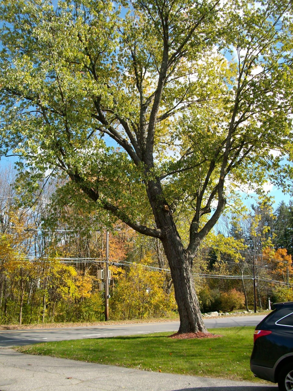 Ancient tree in yard, preparing to join the New England show of Autumn colors