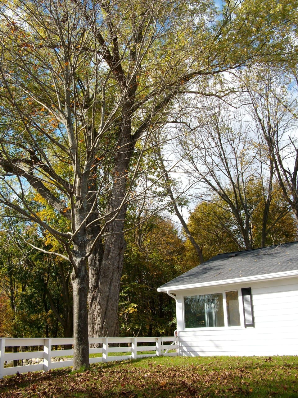 View from the Patio of the Canopy Room and the leafy canopy that umbrellas it