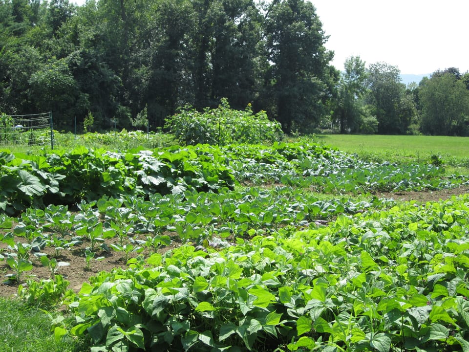 Vegetable Garden