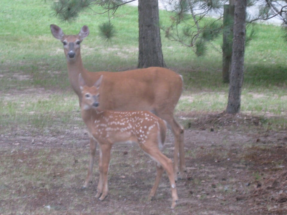 Wild life viewing year round
